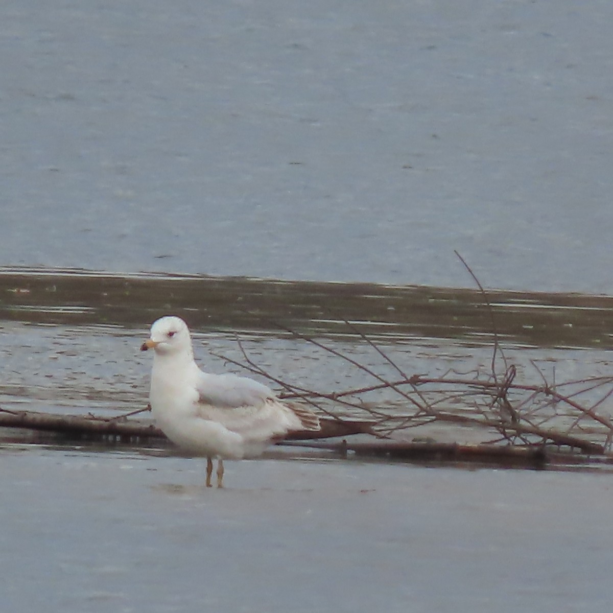 Ring-billed Gull - ML634580527