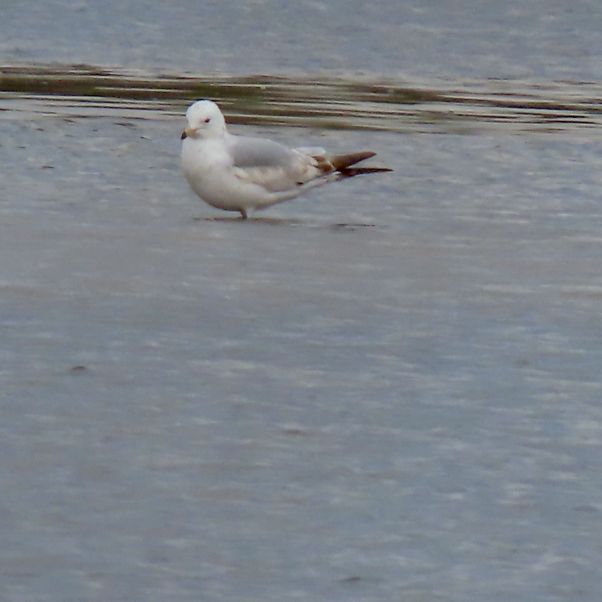 Ring-billed Gull - ML634580528
