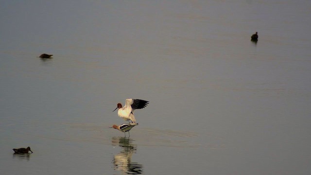 American Avocet - ML634580529