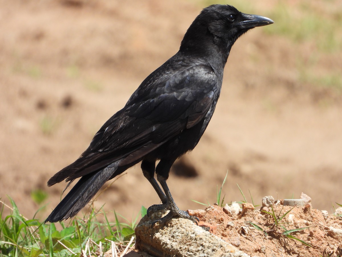 American Crow - ML634580935