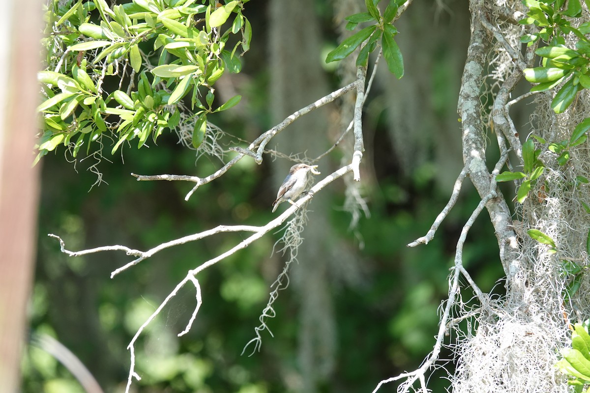 Brown-headed Nuthatch - ML634580955
