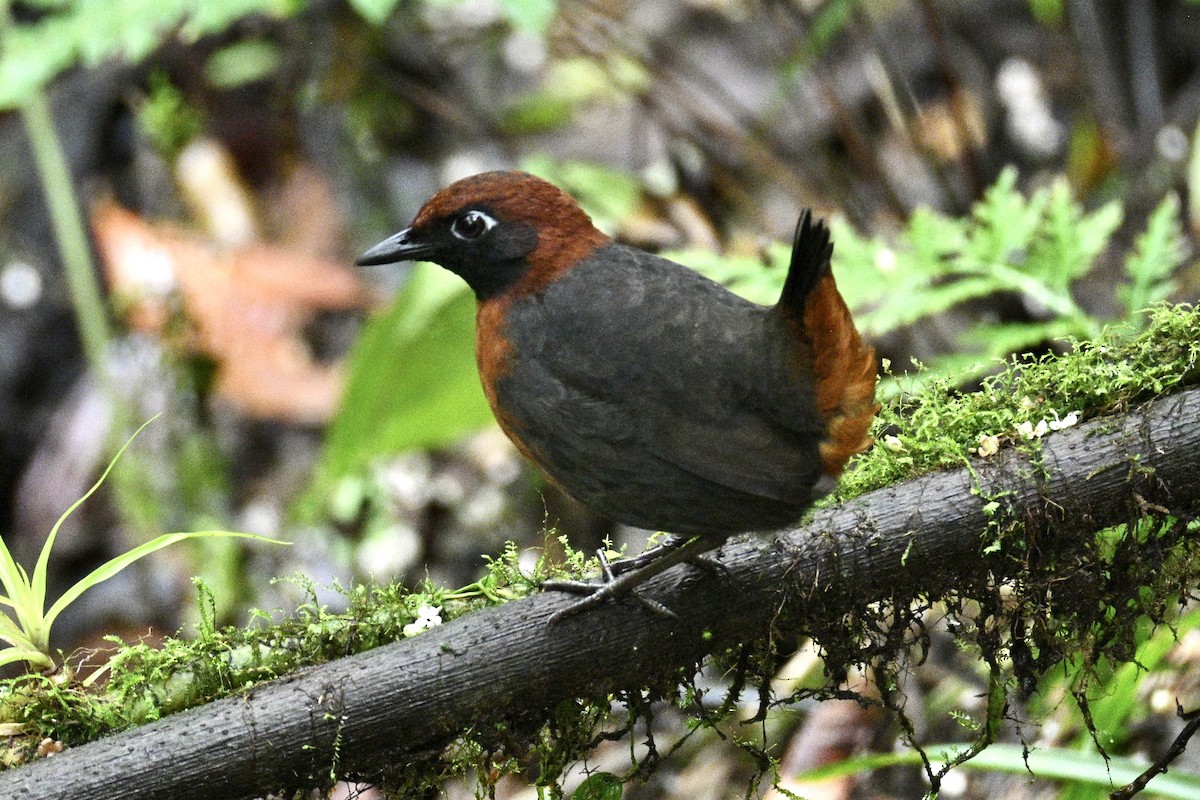Rufous-breasted Antthrush - ML634581012