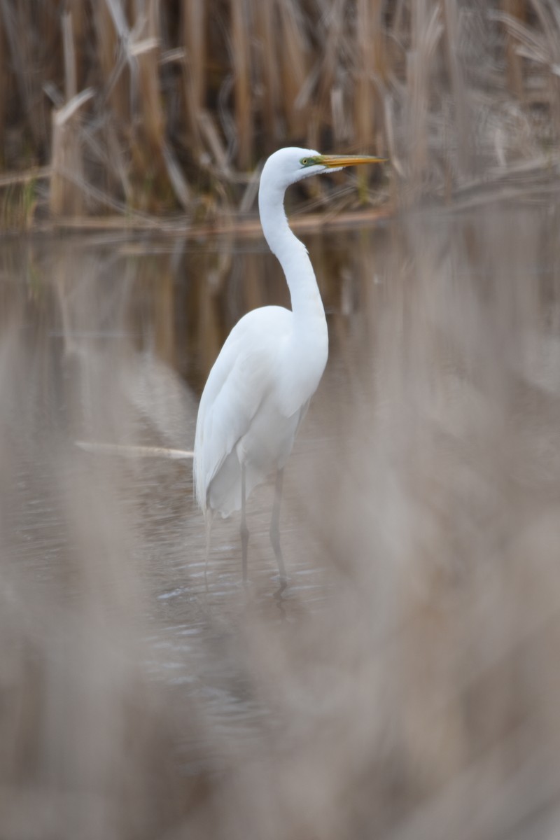 Great Egret - ML634581202