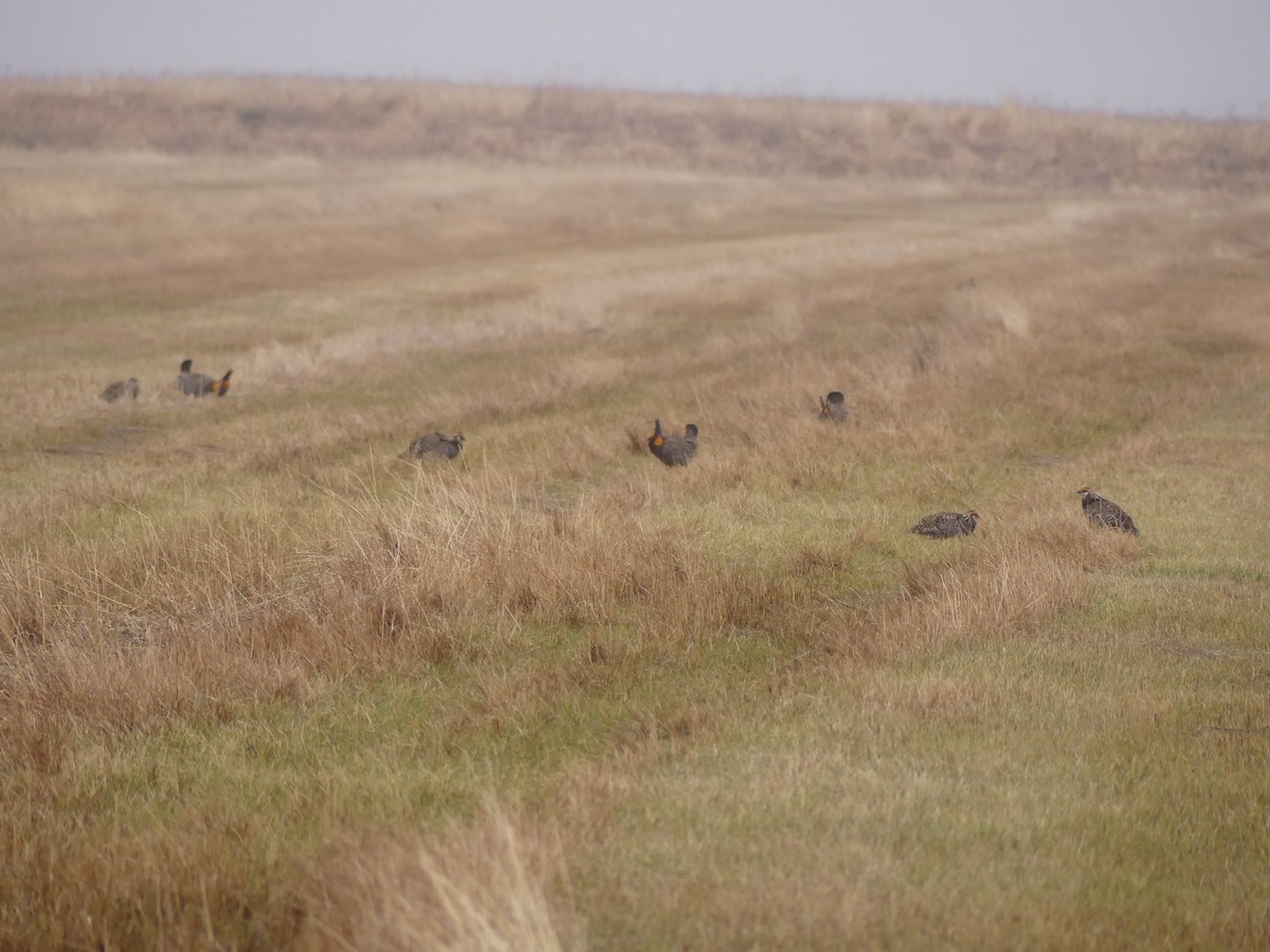 Greater Prairie-Chicken - ML634581339