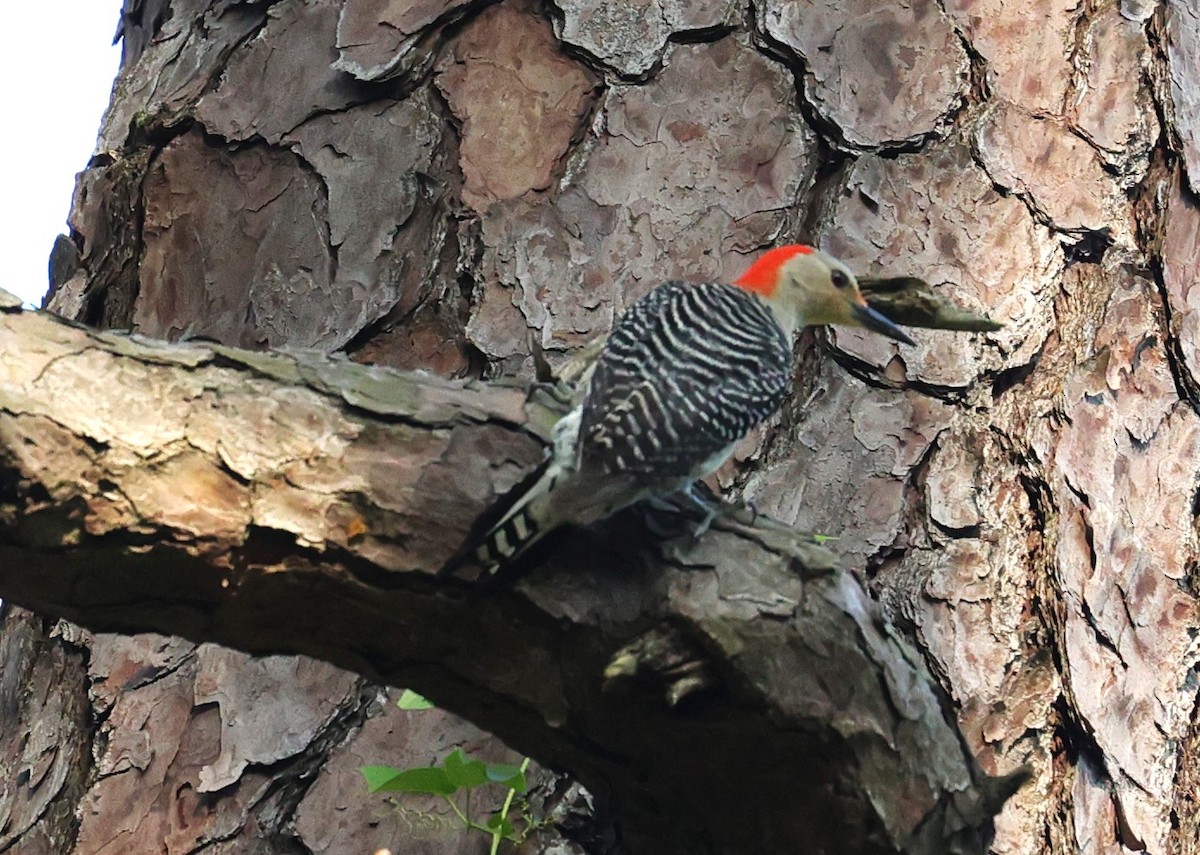 Red-bellied Woodpecker - ML634581341