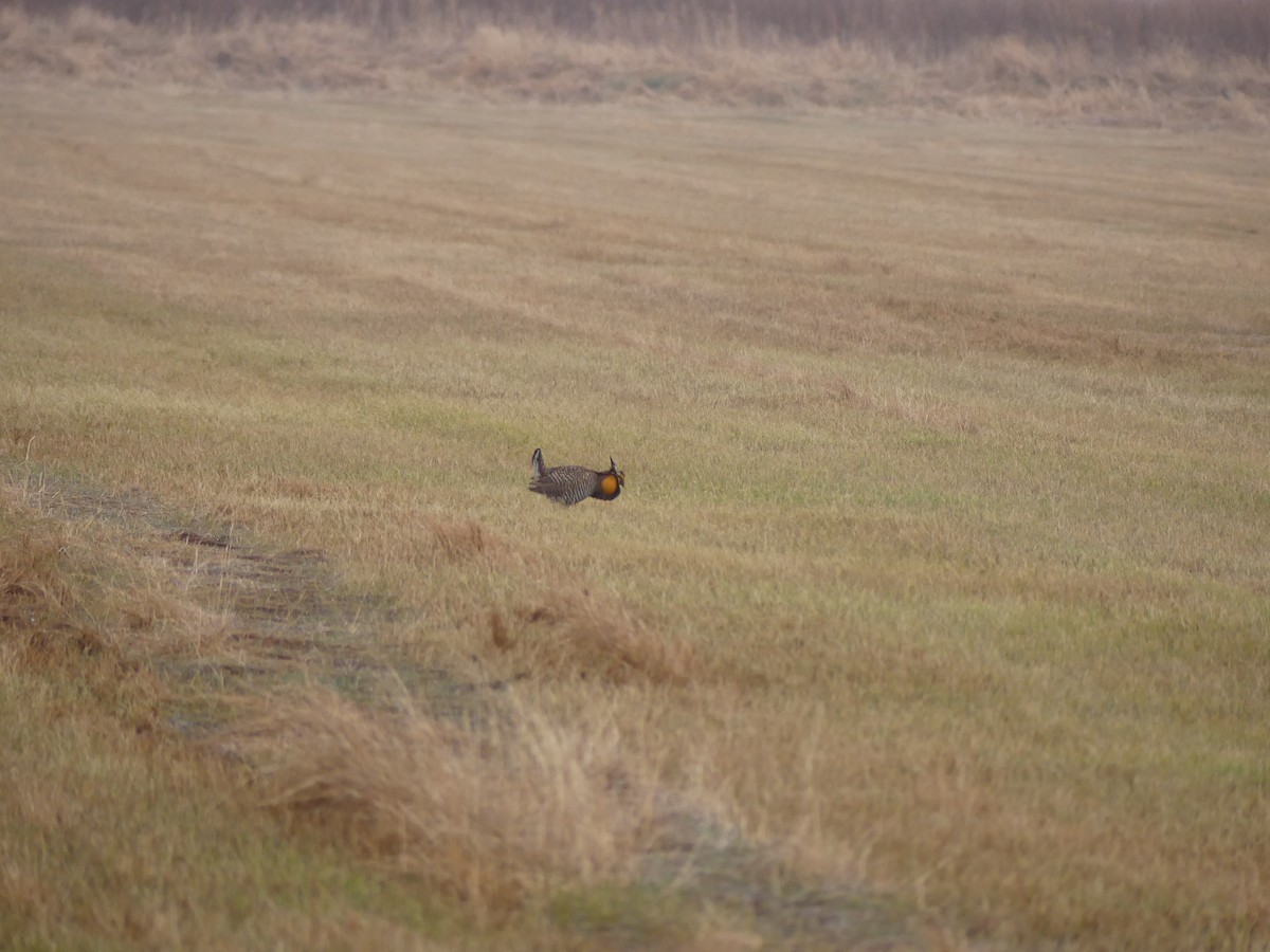 Greater Prairie-Chicken - ML634581346