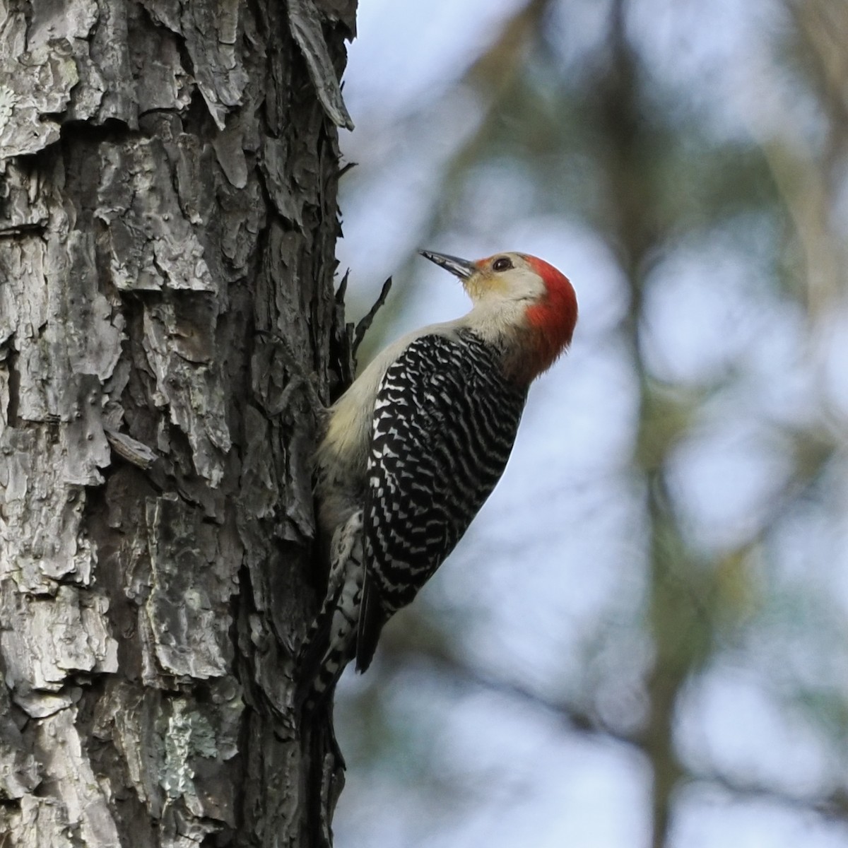 Red-bellied Woodpecker - ML634581428