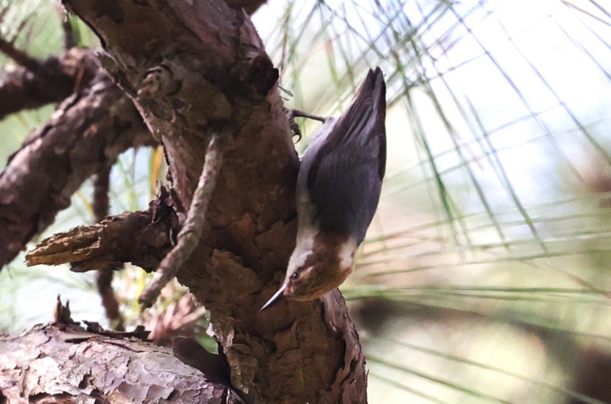 Brown-headed Nuthatch - ML634581564