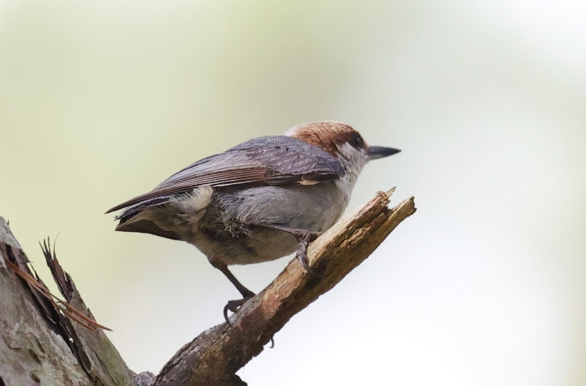 Brown-headed Nuthatch - ML634581566
