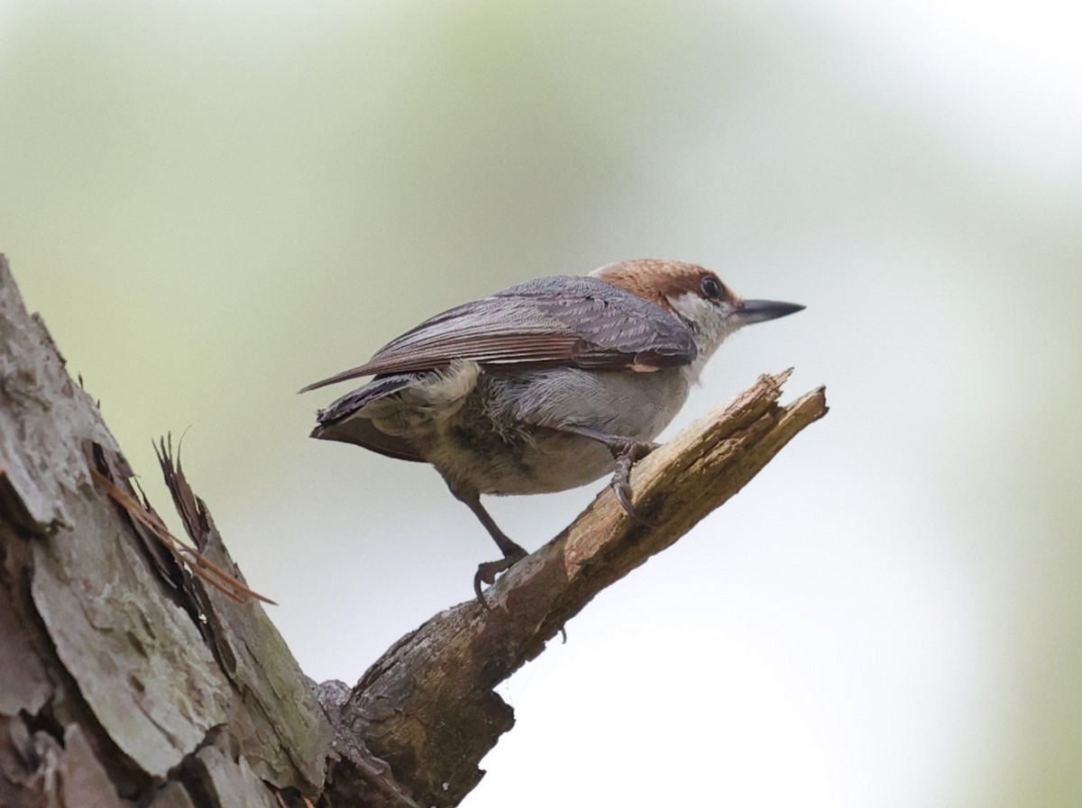 Brown-headed Nuthatch - ML634581568