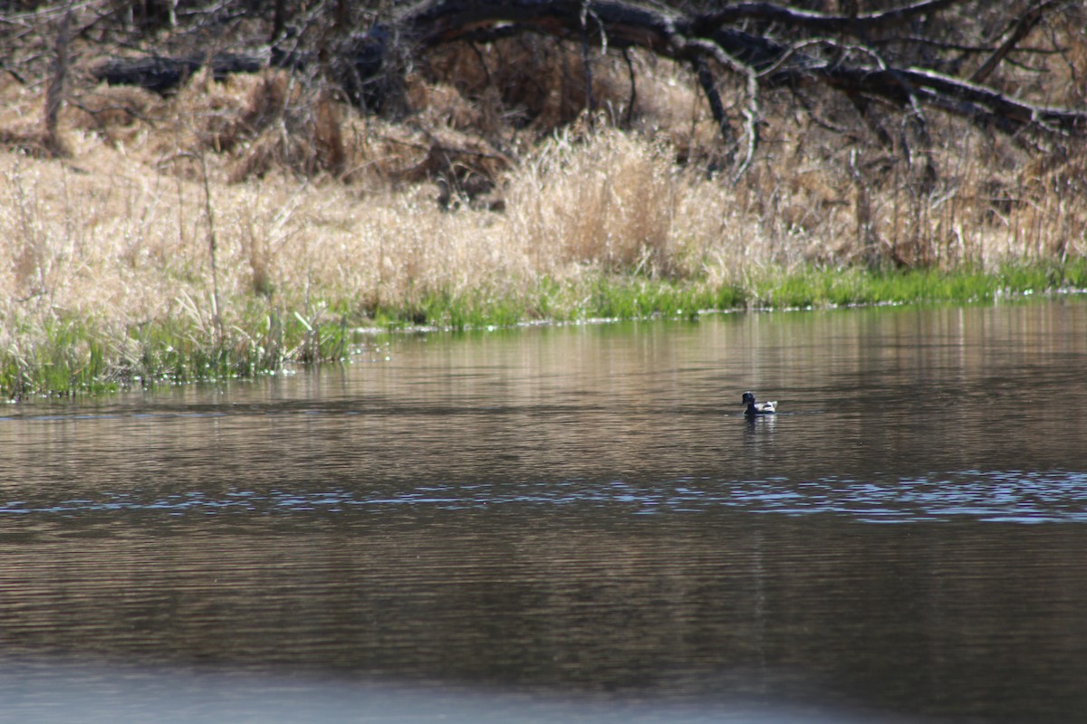 Wood Duck - ML634581641