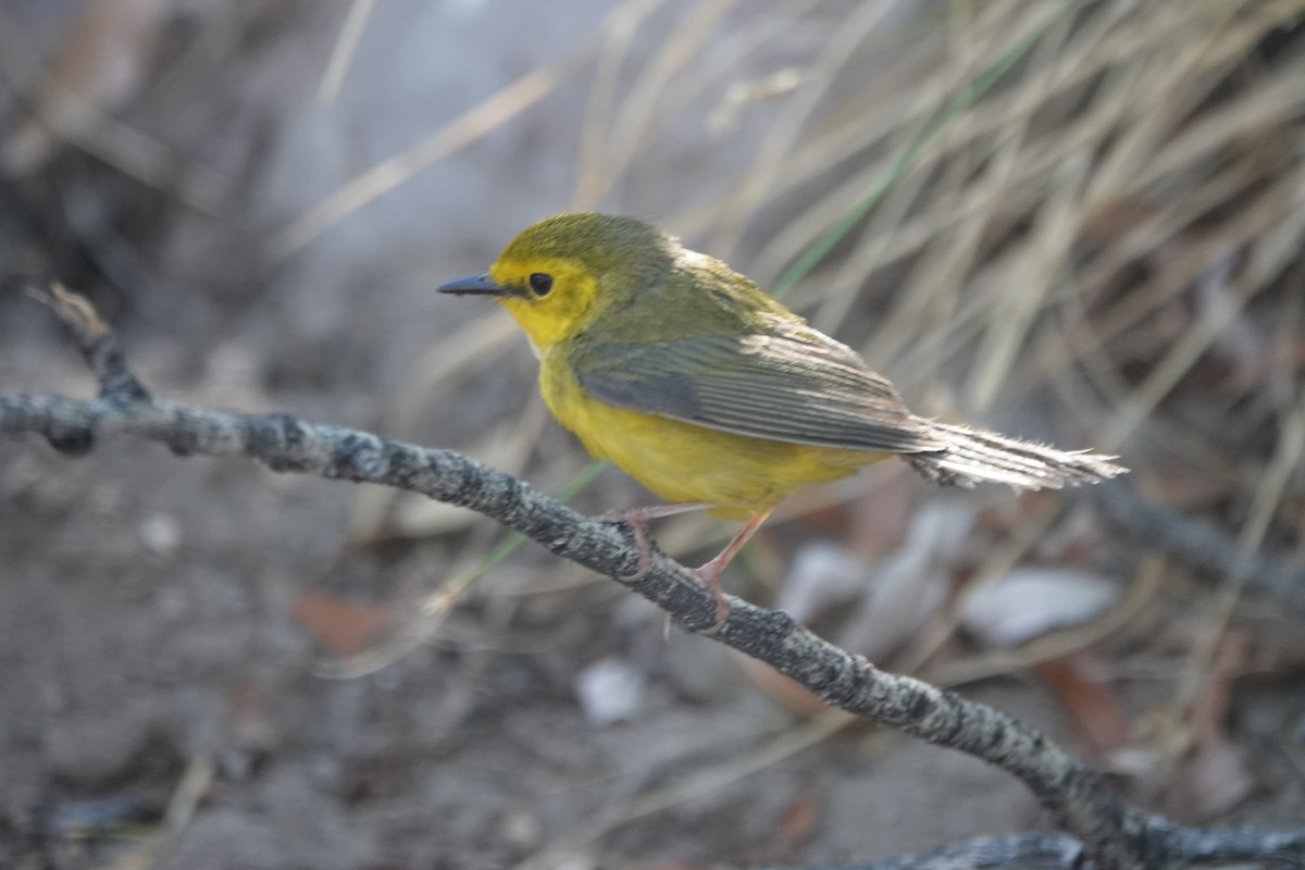 Hooded Warbler - ML634581647