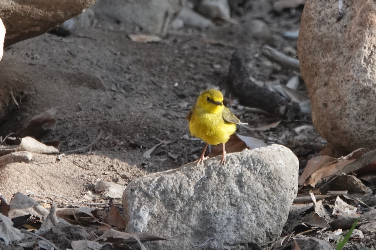Hooded Warbler - ML634581658