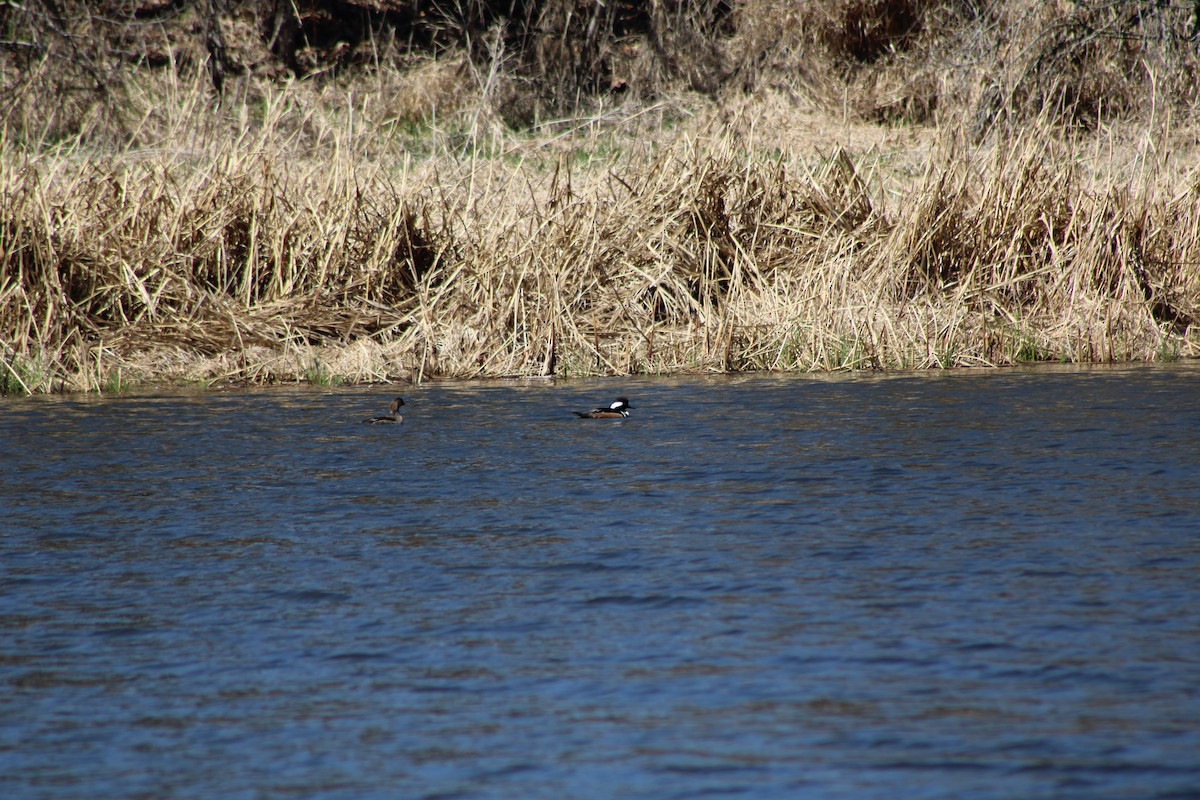 Hooded Merganser - ML634581660