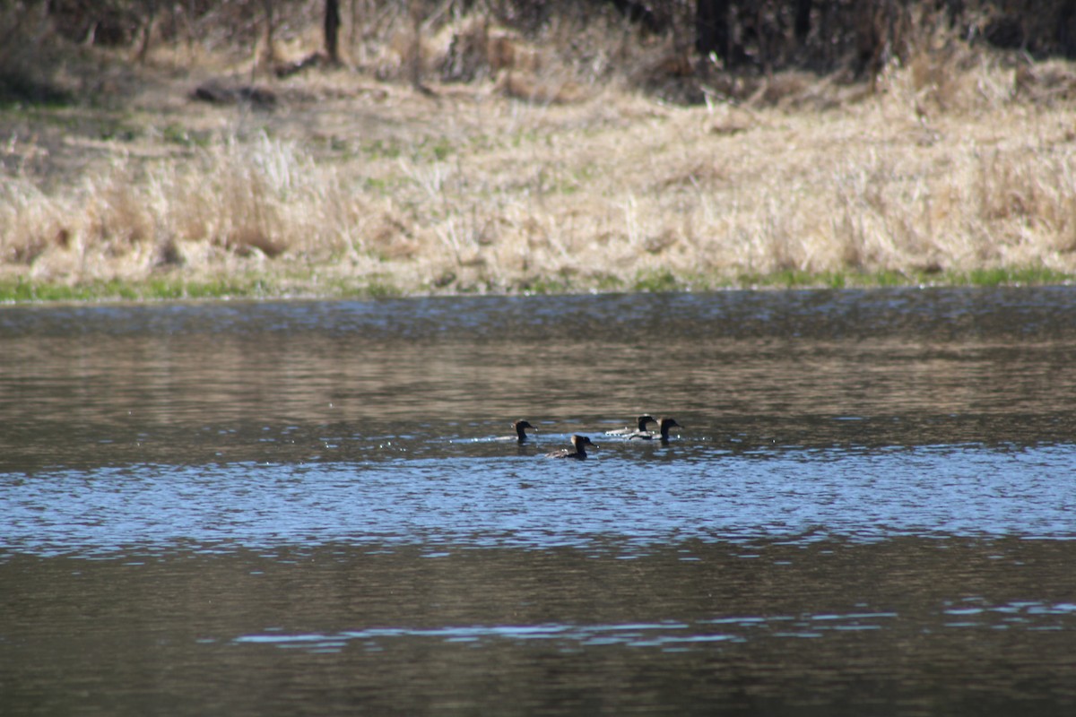 Common Merganser - ML634581667