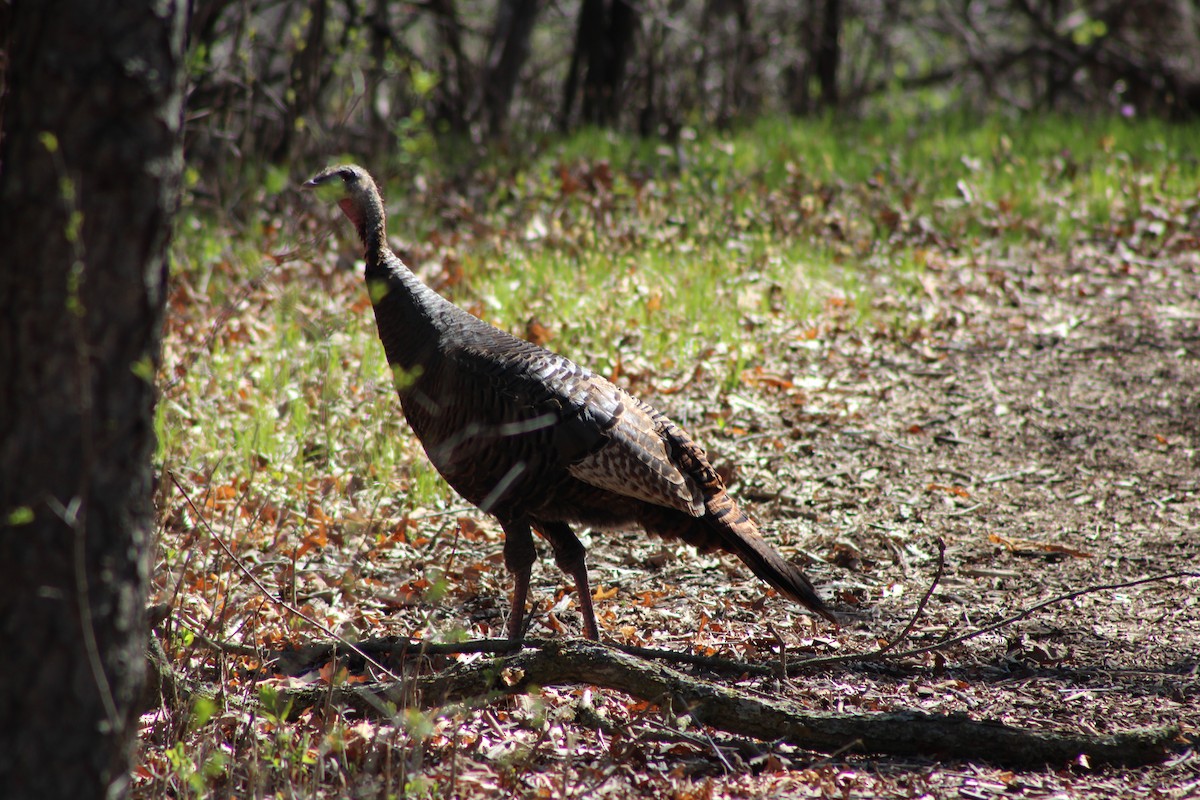 Wild Turkey - ML634581673