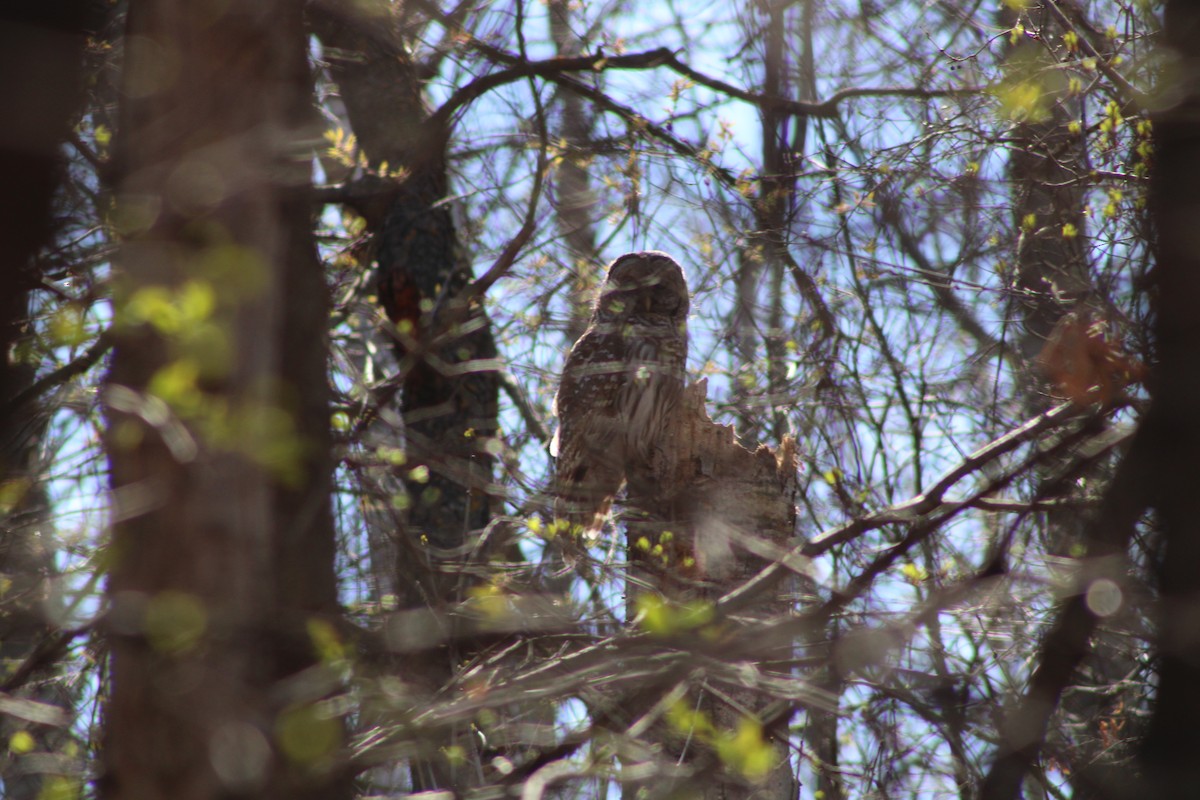 Barred Owl - ML634581684