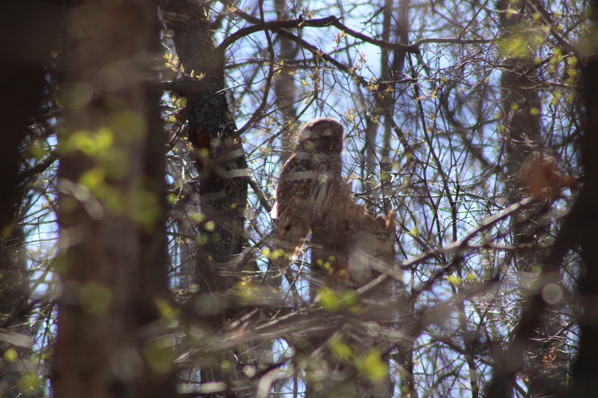 Barred Owl - ML634581685
