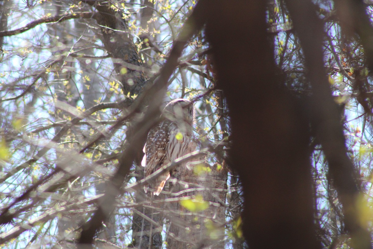Barred Owl - ML634581686