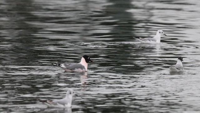 Franklin's Gull - ML634581702