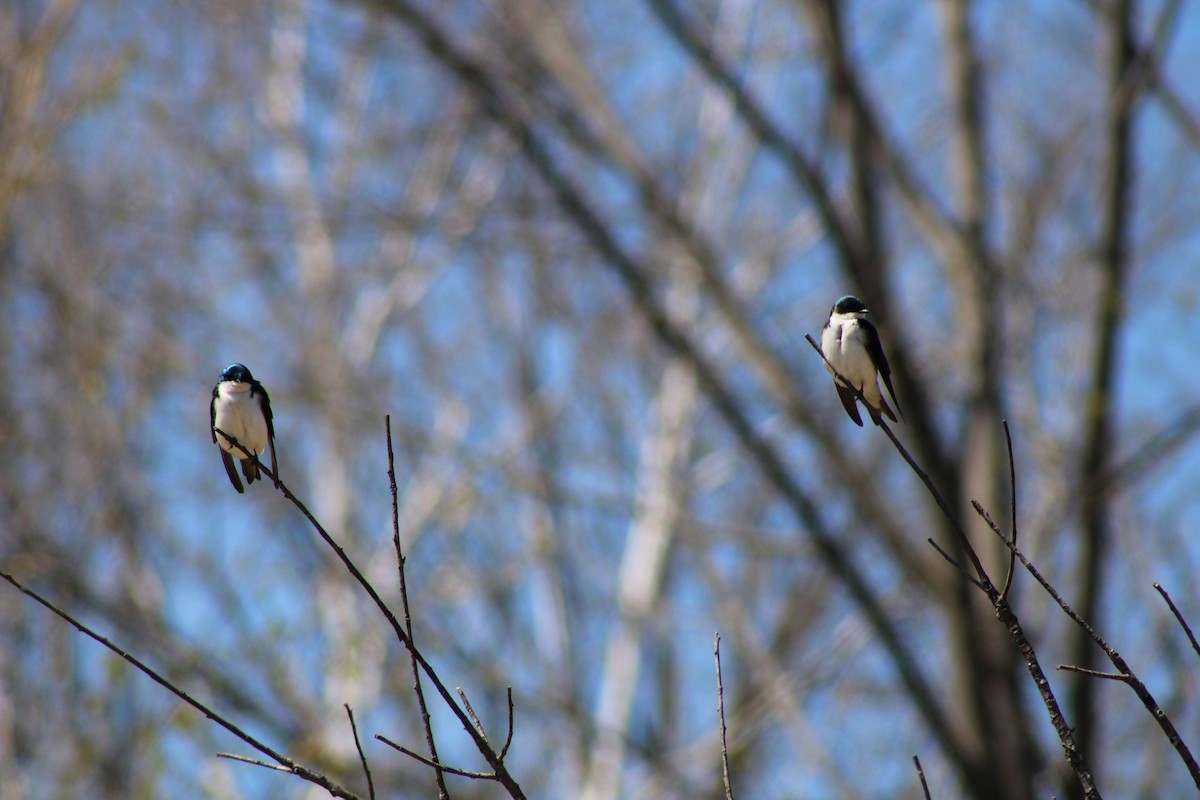 Tree Swallow - ML634581705