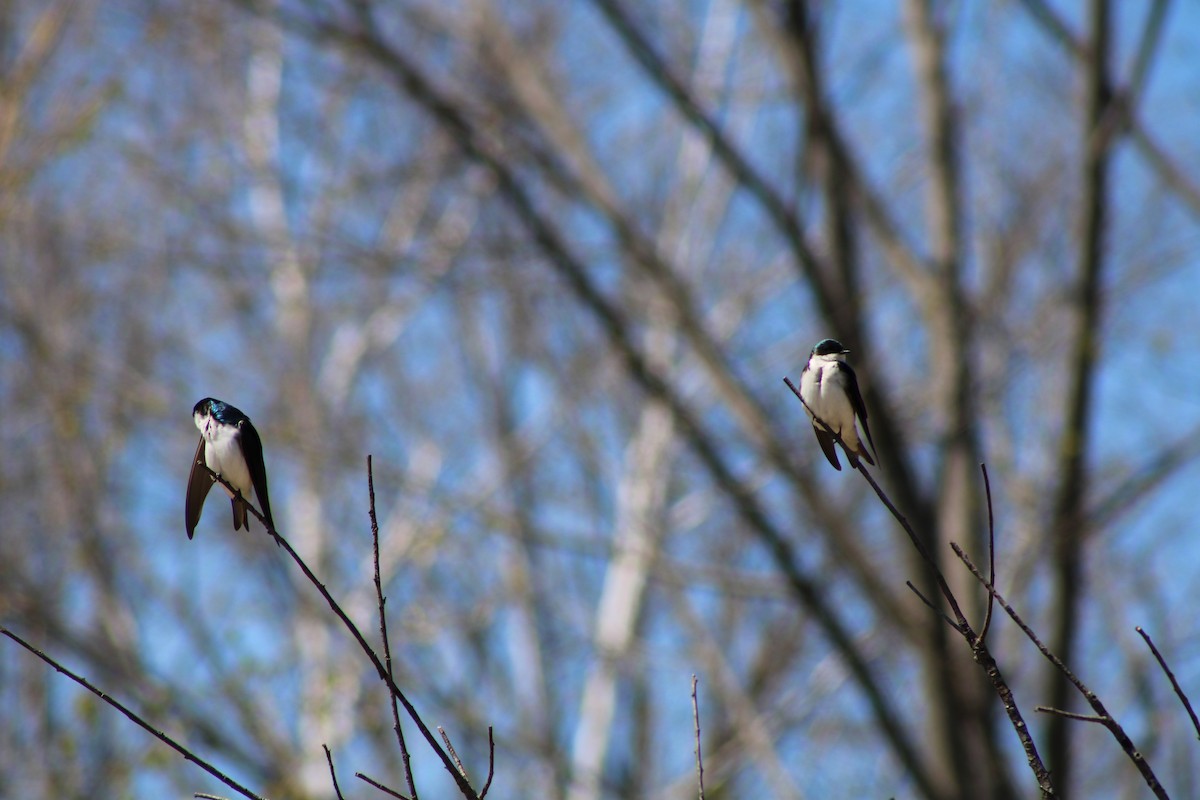 Tree Swallow - ML634581706