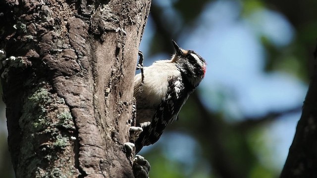Downy Woodpecker - ML634581708