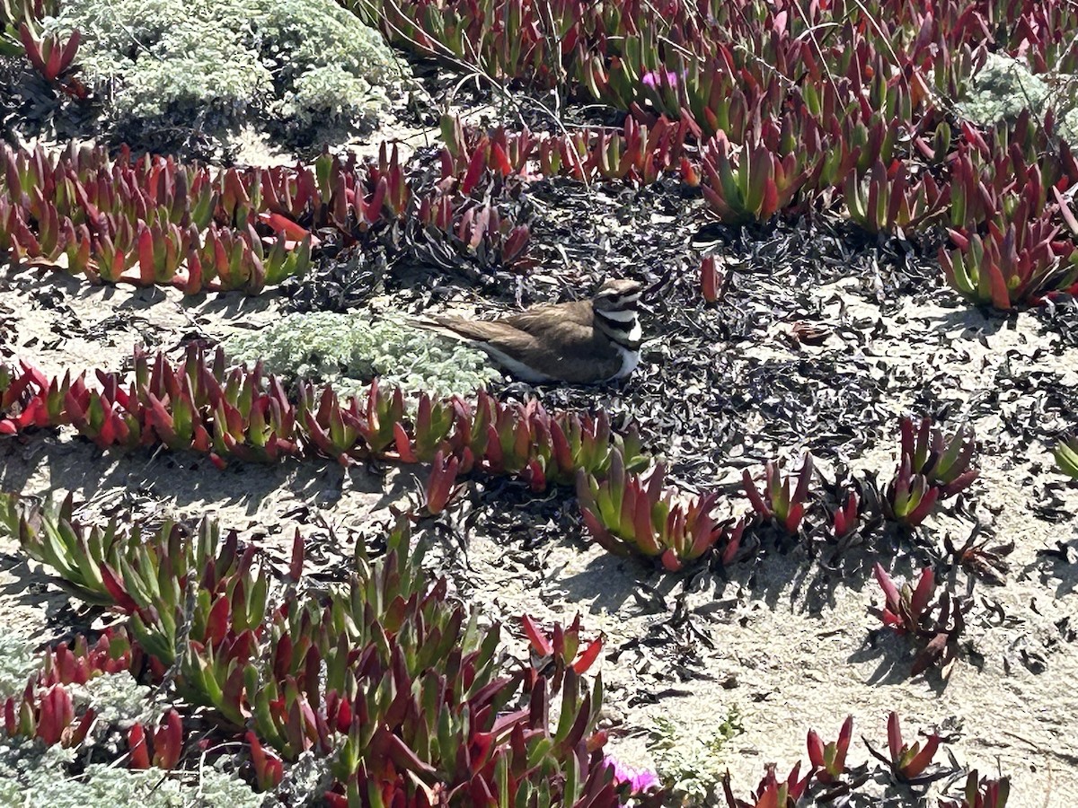 Killdeer - ML634581802