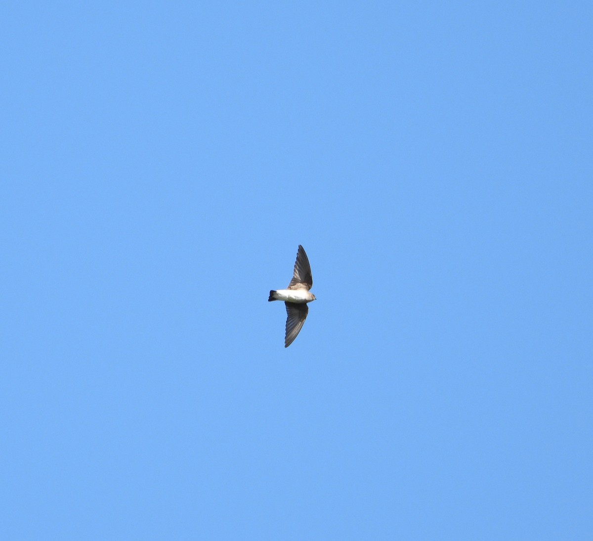 Northern Rough-winged Swallow - ML634581838