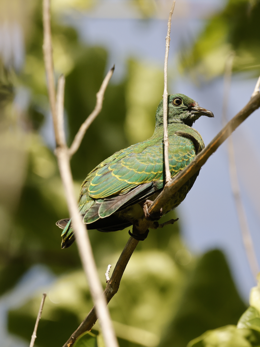 White-breasted Fruit-Dove - ML634582035
