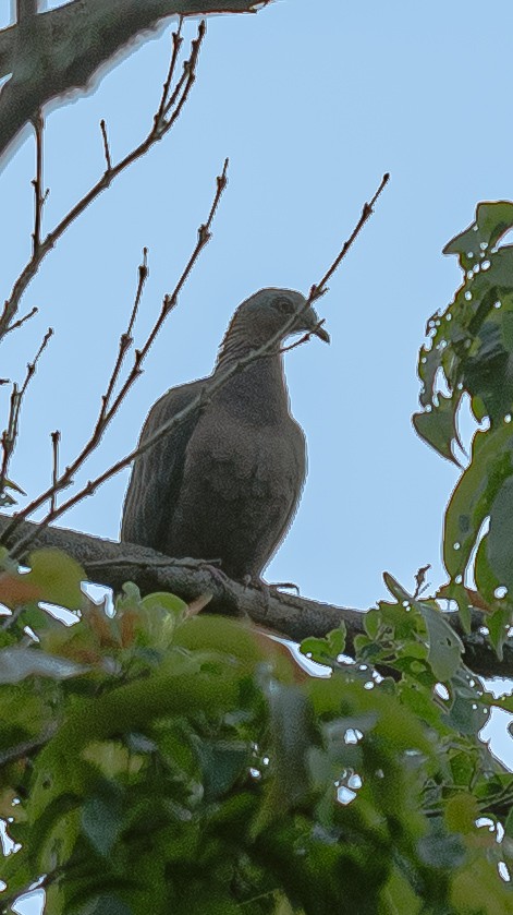 Pale-capped Pigeon - ML634582078