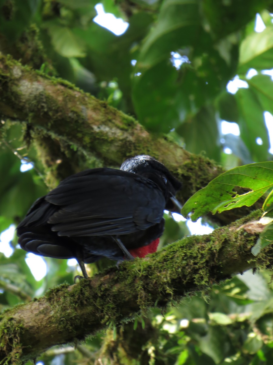 Bare-necked Umbrellabird - ML634582122