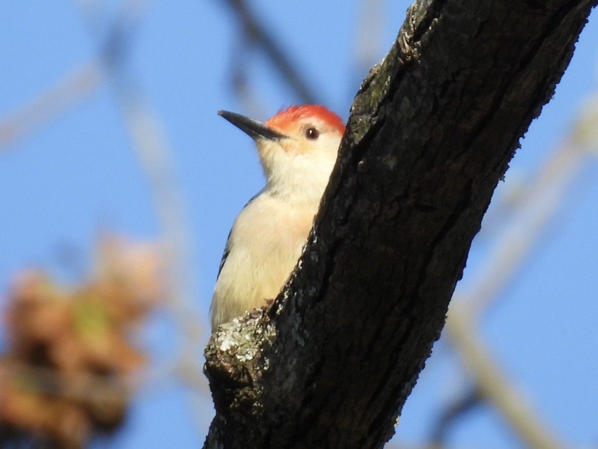 Red-bellied Woodpecker - ML634582133