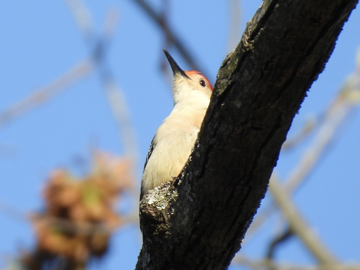 Red-bellied Woodpecker - ML634582134