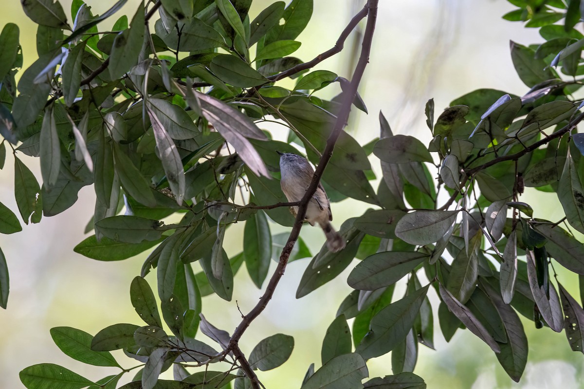 Brown Gerygone - ML634582144