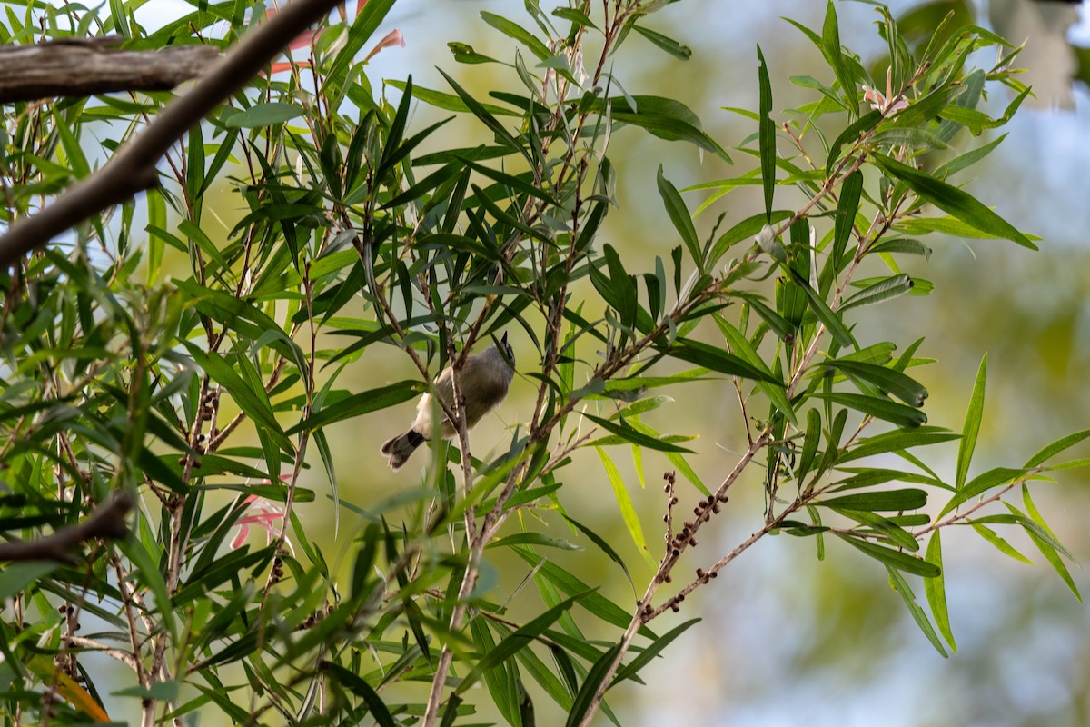 Brown Gerygone - ML634582145