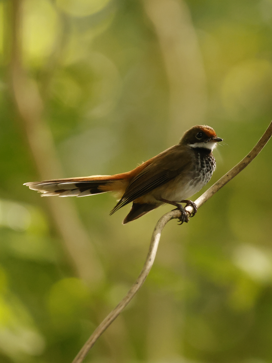 Louisiade Fantail - ML634582152