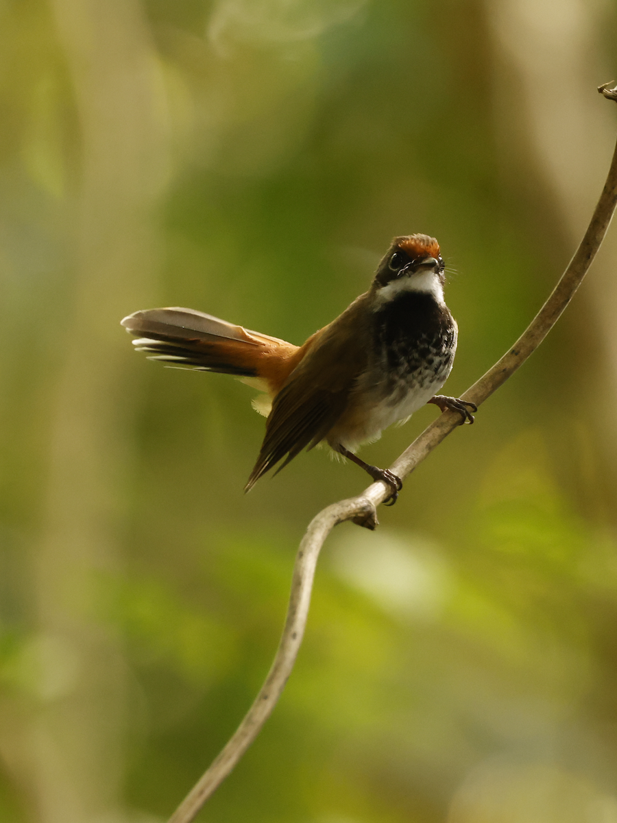 Louisiade Fantail - ML634582154