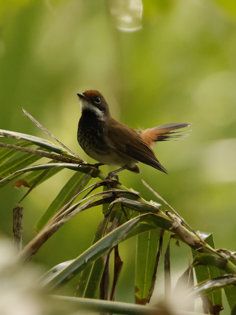 Louisiade Fantail - ML634582155