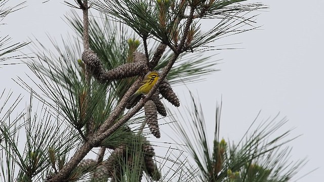 Prairie Warbler - ML634582184