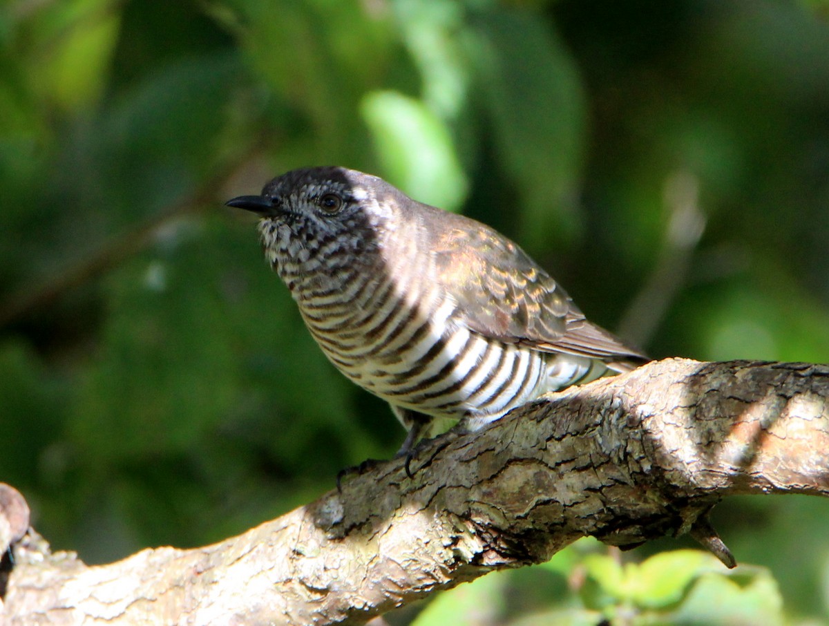 Shining Bronze-Cuckoo - Sandra Gallienne