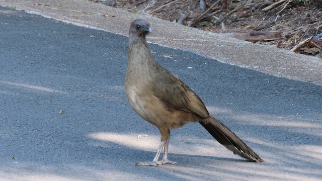 Plain Chachalaca - ML634582313