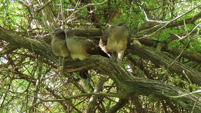 Plain Chachalaca - ML634582325