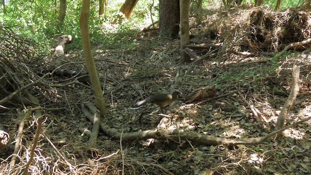 Plain Chachalaca - ML634582345
