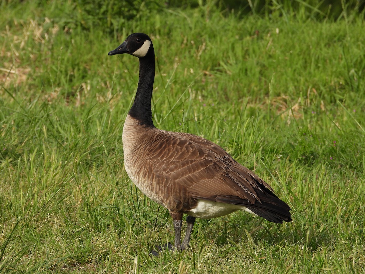 Branta kanadar handia - ML634582469