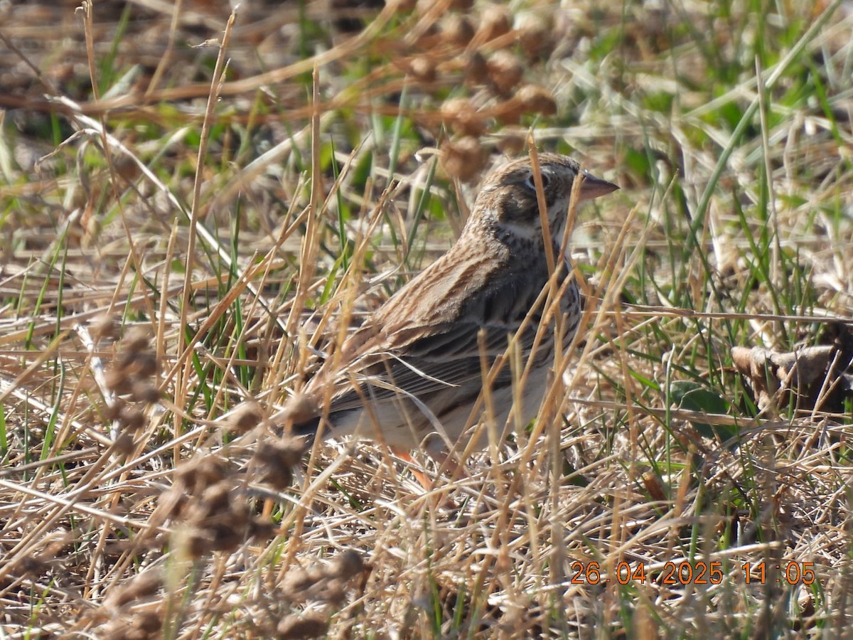 Vesper Sparrow - ML634582504