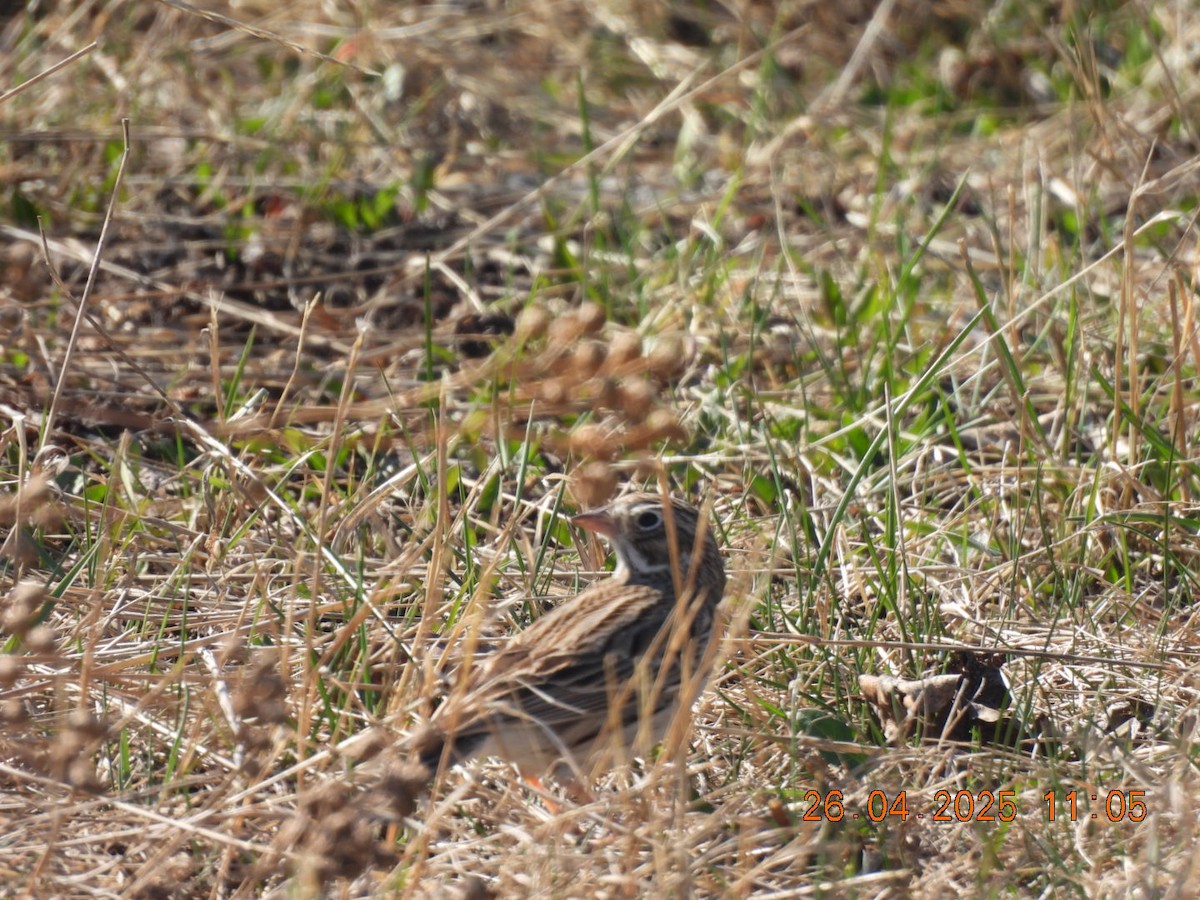 Vesper Sparrow - ML634582506