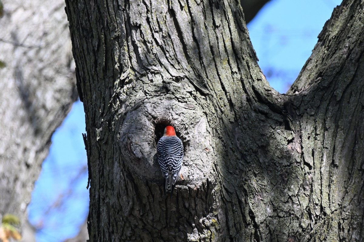 Red-bellied Woodpecker - ML634582641