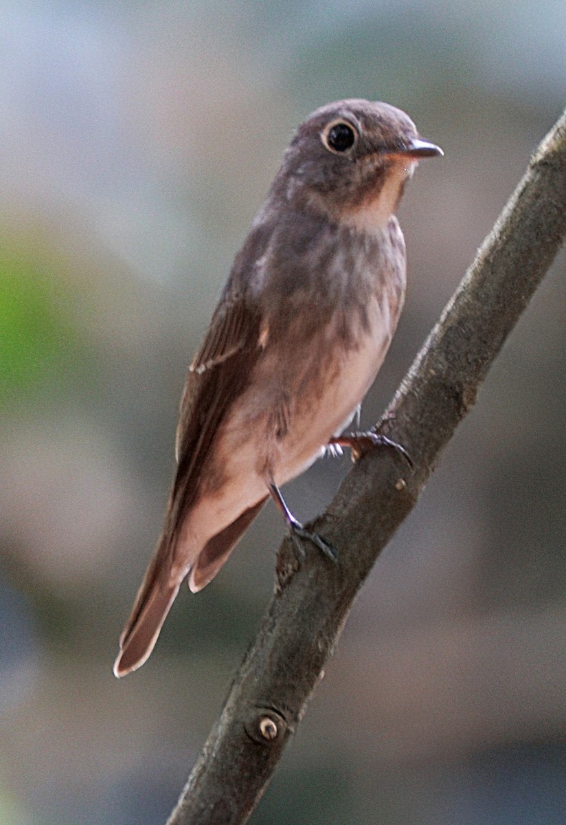 Dark-sided Flycatcher - ML634582697