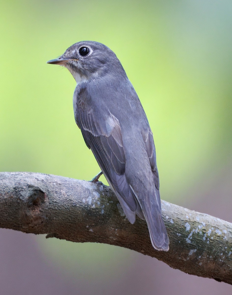 Dark-sided Flycatcher - ML634582698